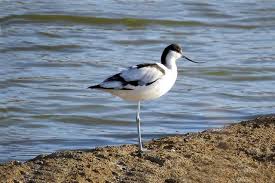 Attēlu rezultāti vaicājumam “Recurvirostra avosetta”