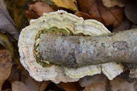 Attēlu rezultāti vaicājumam “Diderma ochraceum spores”