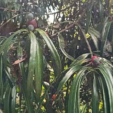 Attēlu rezultāti vaicājumam “Luzula pilosa fruit”