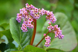 Attēlu rezultāti vaicājumam “Bergenia crassifolia flower”