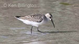 Attēlu rezultāti vaicājumam “Calidris ferruginea”