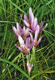 Attēlu rezultāti vaicājumam “Colchicum szovitsii subsp. szovitsii”