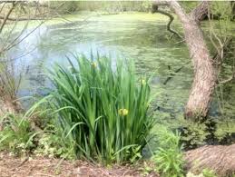 Attēlu rezultāti vaicājumam “Iris pseudacorus leaf”