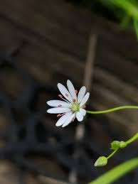 Attēlu rezultāti vaicājumam “Stellaria longifolia leaf”