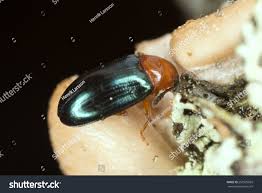 Attēlu rezultāti vaicājumam “Triplax aenea”