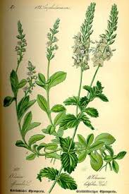 Image result for Veronica officinalis