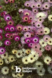 Image result for Mesembryanthemum criniflorum