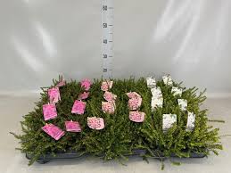 Attēlu rezultāti vaicājumam “Erica x darleyensis flower”