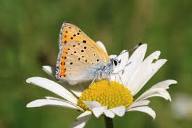 Attēlu rezultāti vaicājumam “Lycaena alciphron”