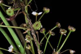Attēlu rezultāti vaicājumam “Alisma gramineum flower”