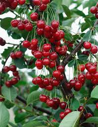 Attēlu rezultāti vaicājumam “Cerasus”