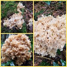 Attēlu rezultāti vaicājumam “Sparassis crispa”