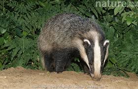 Attēlu rezultāti vaicājumam “Meles meles adult”