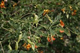 Image result for Colutea x media (arborescens x orientalis)