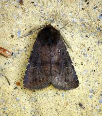 Attēlu rezultāti vaicājumam “Rusina ferruginea”