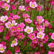 Attēlu rezultāti vaicājumam “Saxifraga cymbalaria fruit”