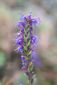 Attēlu rezultāti vaicājumam “Hyssopus officinalis flower”