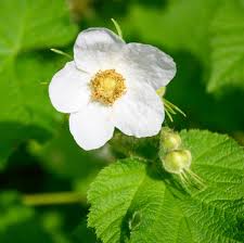 Attēlu rezultāti vaicājumam “Rubus parviflorus fruit”
