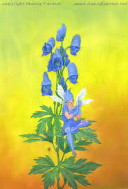 Attēlu rezultāti vaicājumam “Aconitum napellus flower”