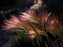 Attēlu rezultāti vaicājumam “Hordeum jubatum”