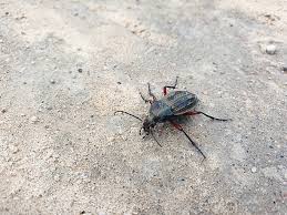 Attēlu rezultāti vaicājumam “Carabus arcensis”