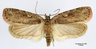 Attēlu rezultāti vaicājumam “Agonopterix ocellana”