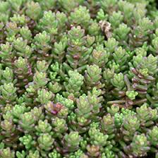 Attēlu rezultāti vaicājumam “Sedum album leaf”