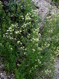 Attēlu rezultāti vaicājumam “Galium boreale bud”