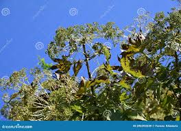 Attēlu rezultāti vaicājumam “Kalopanax septemlobus fruit”