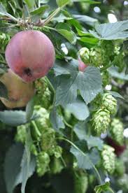 Attēlu rezultāti vaicājumam “Humulus lupulus fruit”