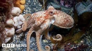 Image result for Octopushy (Croydon Area)
