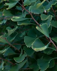Attēlu rezultāti vaicājumam “Ginkgo biloba leaf”