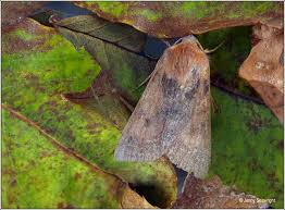 Attēlu rezultāti vaicājumam “Agrochola helvola”