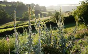 Attēlu rezultāti vaicājumam “Verbascum”