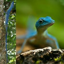 Attēlu rezultāti vaicājumam “Lycogala alisaulianovae young”