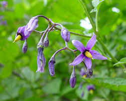 Attēlu rezultāti vaicājumam “Solanum dulcamara fruit”