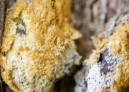 Attēlu rezultāti vaicājumam “Fuligo septica var. flava young”