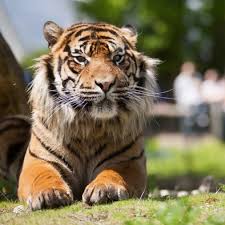 Afbeeldingsresultaat voor tijgers