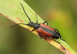 Attēlu rezultāti vaicājumam “Stenurella melanura”