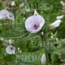 Image result for Althaea officinalis