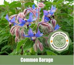 Attēlu rezultāti vaicājumam “Borago officinalis”