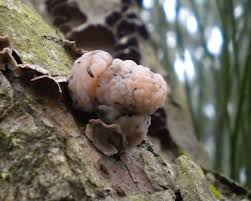 Attēlu rezultāti vaicājumam “Tremella encephala”