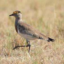 Attēlu rezultāti vaicājumam “Vanellus vanellus adult”