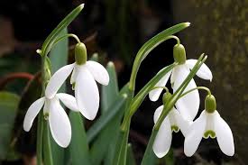Attēlu rezultāti vaicājumam “Galanthus nivalis flower”