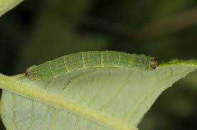 Attēlu rezultāti vaicājumam “Lomaspilis marginata”