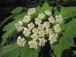 Attēlu rezultāti vaicājumam “Heracleum”