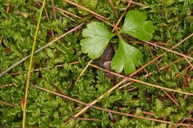 Attēlu rezultāti vaicājumam “Hypnum cupressiforme sporophyte”