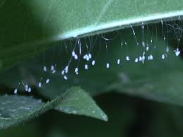 Attēlu rezultāti vaicājumam “Chrysopidae eggs”