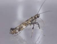 Attēlu rezultāti vaicājumam “Gracillaria syringella”