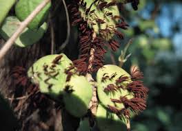 Attēlu rezultāti vaicājumam “Stemonitis herbatica”